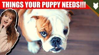 THINGS YOU'LL NEED FOR YOUR ENGLISH BULLDOG PUPPY