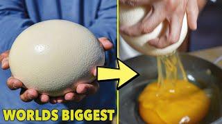 I Bought The BIGGEST Egg In The WORLD... and ate it ($100 Ostrich Egg)