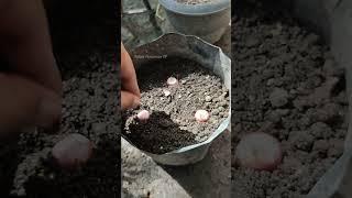 Growing onions in a grow bag