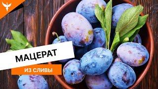 Мацерат из сливы. Неоднозначный результат. Рекомендации