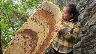 Harvesting Honey Bee Hive From Mountain Goes Market Sell - Lý Thị Ca