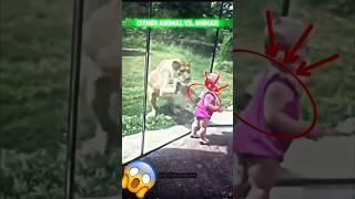 What Happens If a Human Fights a Lion?  #animals #shortvideo #edit #animalflex