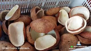 Dried Copra indonesia