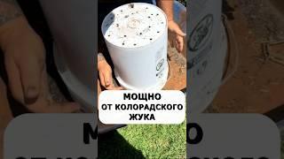 Мощное средство от колорадского жука без химии #огород #дача #сад #вредители #колорадскийжук