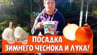 Посадка зимнего лука и чеснока!  Подготовка грядки