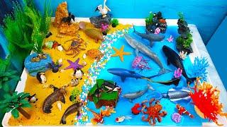 Meet Sea Animals-Huge-Marine toys Diorama-Sharks Pinguins Whales and others- Learn animals names