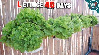 How to Grow 5 Lettuce in a 3.5L Hanging Pot: Space-Saving Gardening Guide