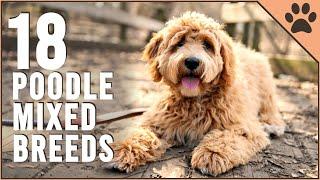 18 Poodle Mix Breeds That Will Melt Your Heart - Part 2 | Dog World