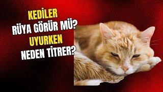 Kediler Rüya Görür Mü? Kediler Uyurken Neden Titrer? Kedi Rüyaları Hakkındaki Şok Edici Gerçek!