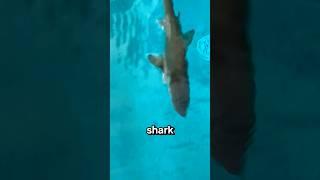 there's a SHARK in my POOL!