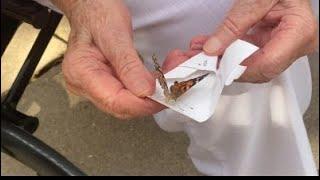 Butterfly release at Cedar Community