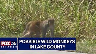 Possible wild monkeys seen walking around Florida neighborhood