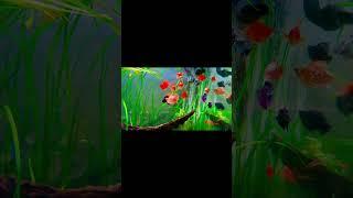 Molly super short and Mix of colors #aquarium #aquatic #relaxing #mollyfish