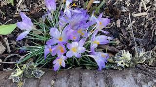 Garden COMPOST Update & First FLOWERS Of 2025!