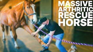 Massive ARTHRITIC Rescue Horse "Duniki" Gets Pain Relief with Chiropractic!