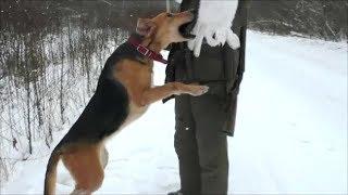 Охота на зайца русские гончие ч.п\ч.Сигнал( Плакуня), Ю-Говоруша,Свирель 1год7мес.,вл. Шатров В.А.