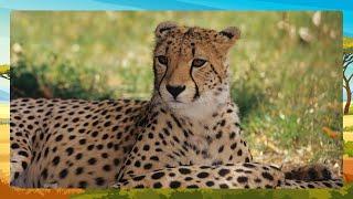 All About Cheetahs: Fun Facts for Young Explorers