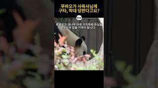 푸바오 폭행사건 팩트체크는 이렇게 하는겁니다 #푸바오 #선수핑 #폭행 #구타