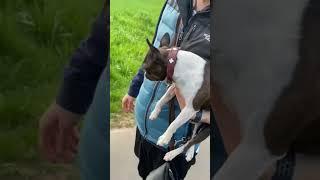 Boston Terrier Has Serious FOMO! #Shorts #Funny #Dogs