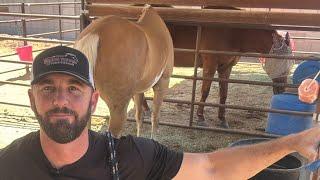 Dr. Mike Adney | Sport Horse Chiropractic is live!