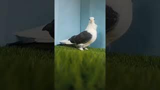 Which is the pigeon ? (SURPRISE) pls comment #shorts #trending  #recommended #surprise