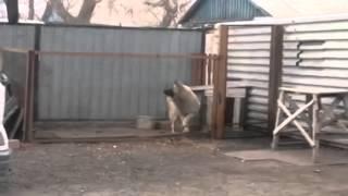 Собака танцует под Modern Talking - Dog dances to Modern Talking