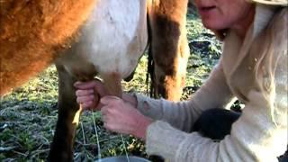 Beautiful April morning milking