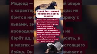 САМЫЙ БЕССТРАШНЫЙ И НЕУЯЗВИМЫЙ ЗВЕРЬ ПЛАНЕТЫ #животные #факты #интересное