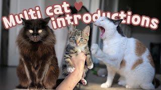 How I Introduced our 2 cats to our Kitten! 