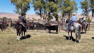 Tatum Ranch Roping Clinic Highlights