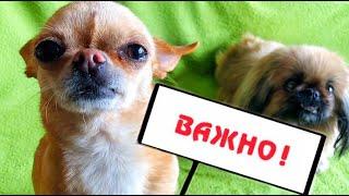 Мокрые Носики. Как нужно вести себя на природе / в лесу?!