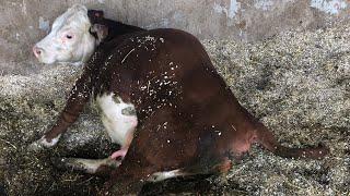 Our heifer, Dolly, gives birth