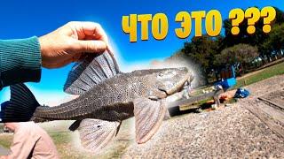 Why I DO NOT TAKE FISH Caught in Buenos Aires