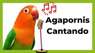 AGAPORNIS Cantando   - Melodía que estimula el [  CANTO del AGAPORNIS ]