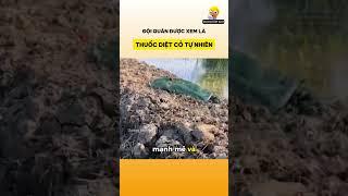 Đội quân được xem là thuốc diệt cỏ tự nhiên