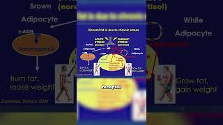 Robert Lustig, MD: Lose Just 5% Weight & Shed Toxic Visceral Fat for Metabolic Health Boost!
