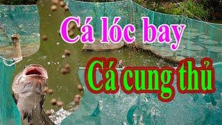 Cá lóc bay- cá cung thủ ở Cồn Sơn- Cần Thơ