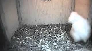 First field vole sighting 0550hr, checks out corpse - The Barn Owl Trust