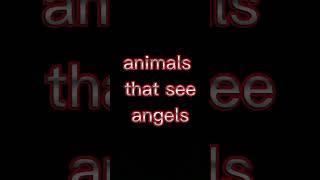 animals that see angels