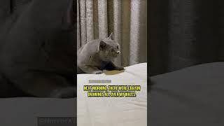 These Cats Witnessed an Unimaginable Horror - Chapter 56 #cat #creepy #creepypasta #creepystories