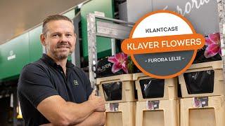 Klaver Flowers - Furora Lelie