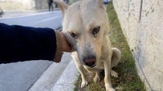 Abandoned after falling, he begged the people he greeted but they didn't care