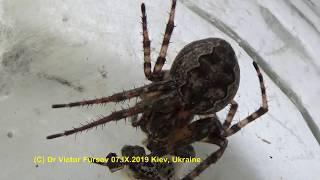 Арахнофобия-3: Паук Не Каракурт? Кто Это? Пауки Украины. Spiders of Ukraine.