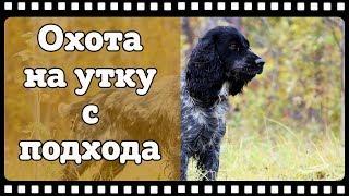 Охота. Заметки охотника #5. За уткой с русским спаниелем с подхода. Рюкзак РД-54. Hunting in russia