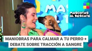 Cómo calmar a un perro + Tracción a sangre #MascotasAlRescate | Programa completo (29/12/24)