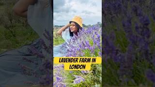 A dreamy Lavender Farm visit in London