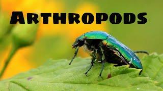 Arthropod Characteristics