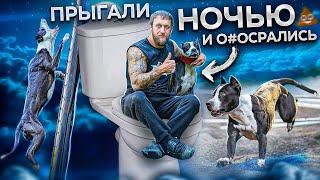 ДЖЕС НА DOG ENERGY BATTLE 2023 . СПОРТИВНЫЕ ПИТБУЛЬТЕРЬЕРЫ