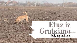 Belgian malinois IGP2 tracking III Etuz iz Gratsiano III