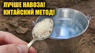 1 ЛОЖКУ НА ВЕДРО ВОДЫ И ЗЕМЛЯ КАК НОВАЯ! ПРОЛЕЙТЕ ЭТИМ ЗЕМЛЮ ДЛЯ ОБИЛЬНОГО УРОЖАЯ ВСЕГО